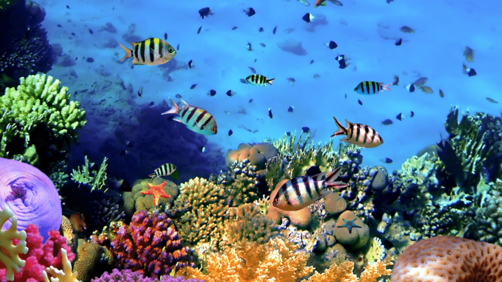 Colorful coral reef with schools of fish—use reef-safe mineral sunscreen (non-nano zinc/titanium) in 2025.