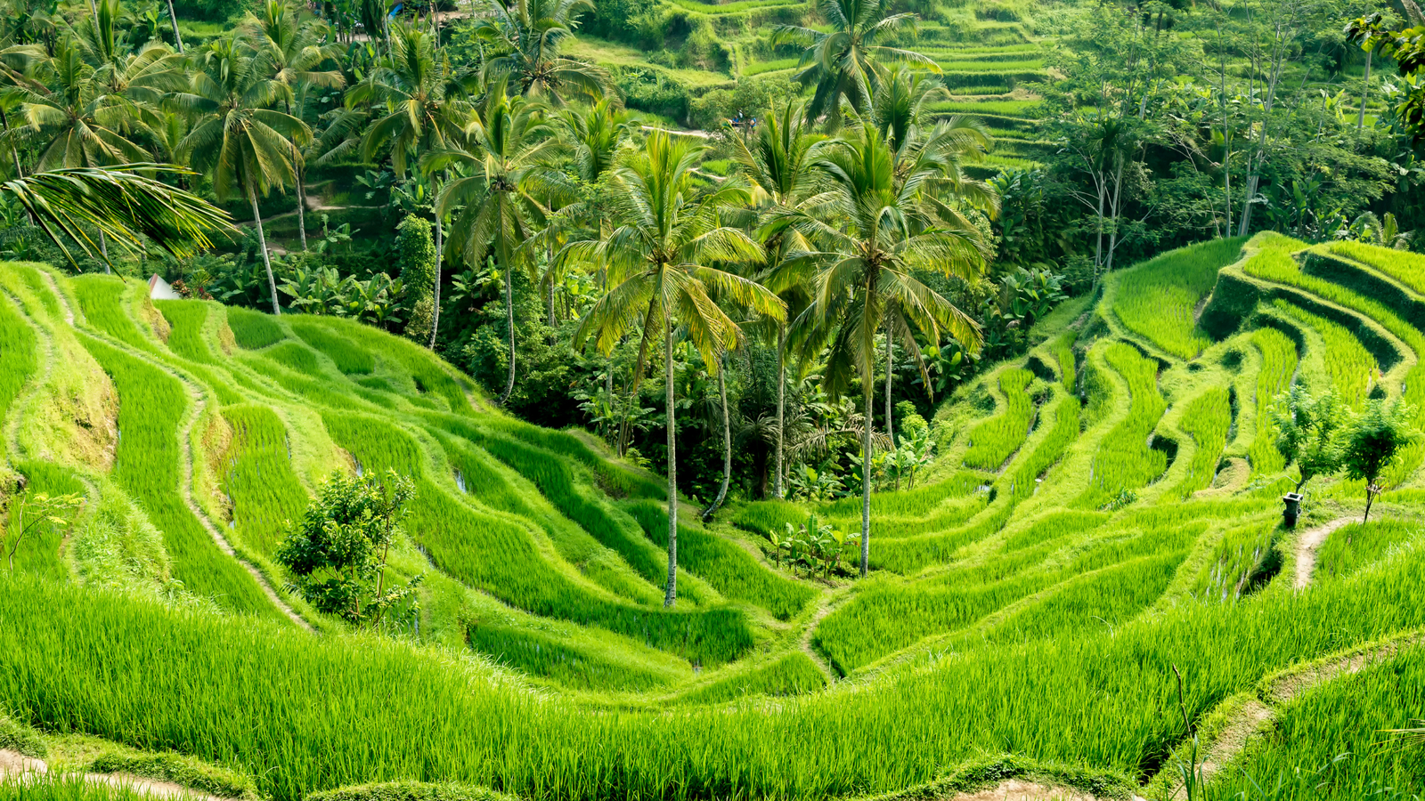 Bali rice terraces — regenerative agriculture and eco-luxury design hub 2025