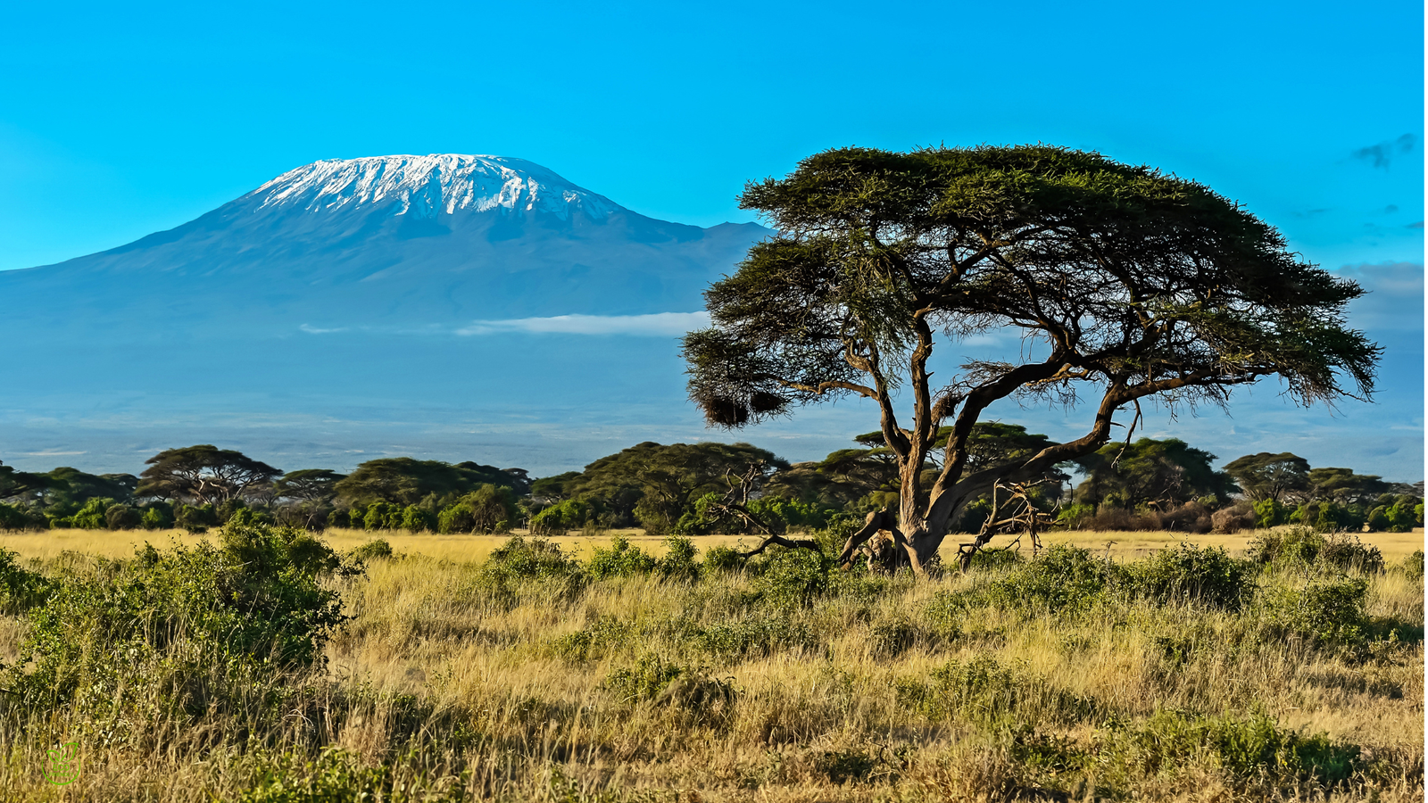 Kenya African savanna — community-based ecotourism and rewilding in 2025