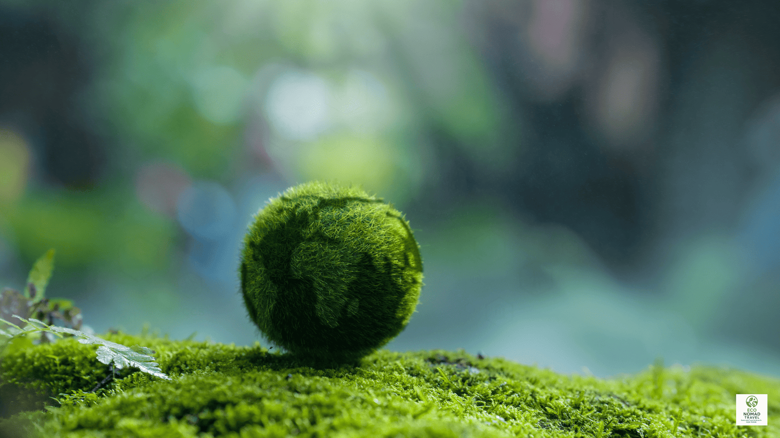 Green moss globe resting on a forest floor, symbolising the carbon footprint of travel and the shift toward flight-free itineraries in 2025