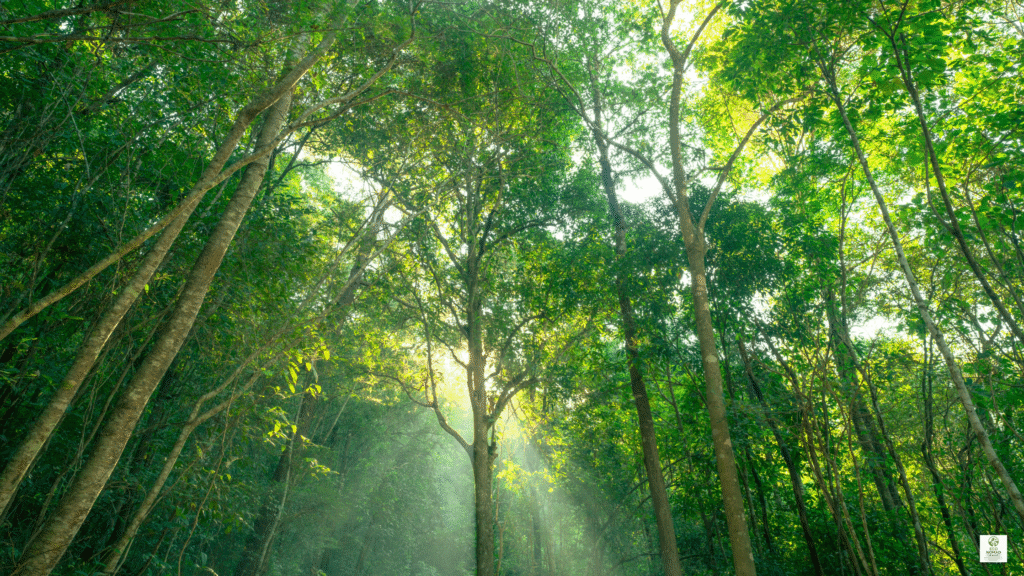 Eco Nomad Travel  Best Carbon Offset Programs for Travelers in 2025  