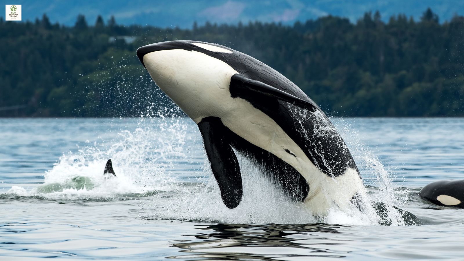 Whale breaching near Vancouver coastline — symbol of eco-friendly coworking and sustainable remote work in 2025