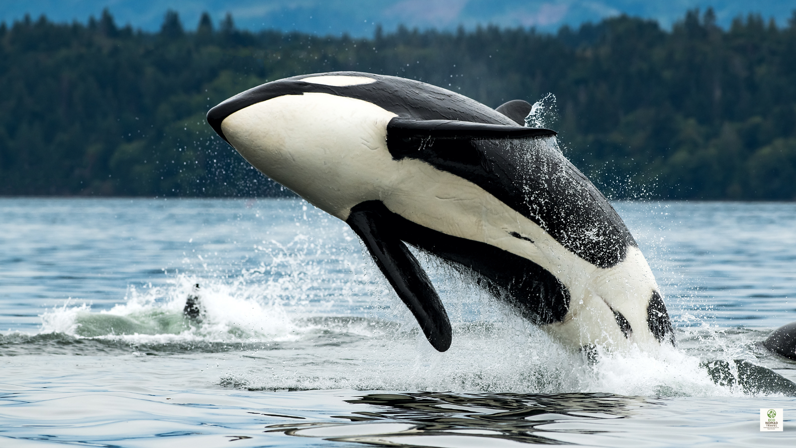 Orca whale breaching near Vancouver Island in British Columbia, Canada
