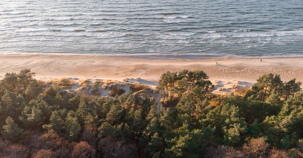 Pine forest meeting sand dunes on a Baltic shore